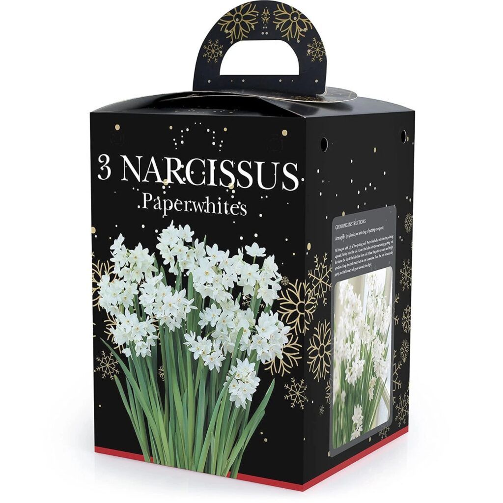 Daffodil Paperwhite Bulb Gift Set