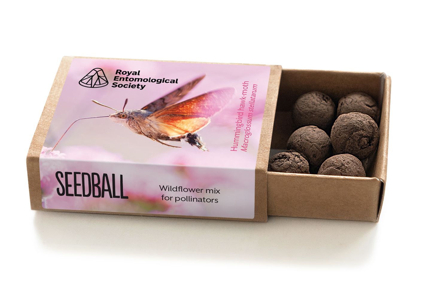 Hummingbird hawk moth box