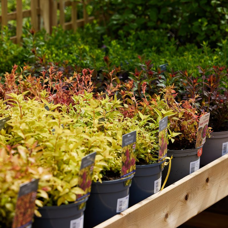 Hillier Garden Centres and Nurseries