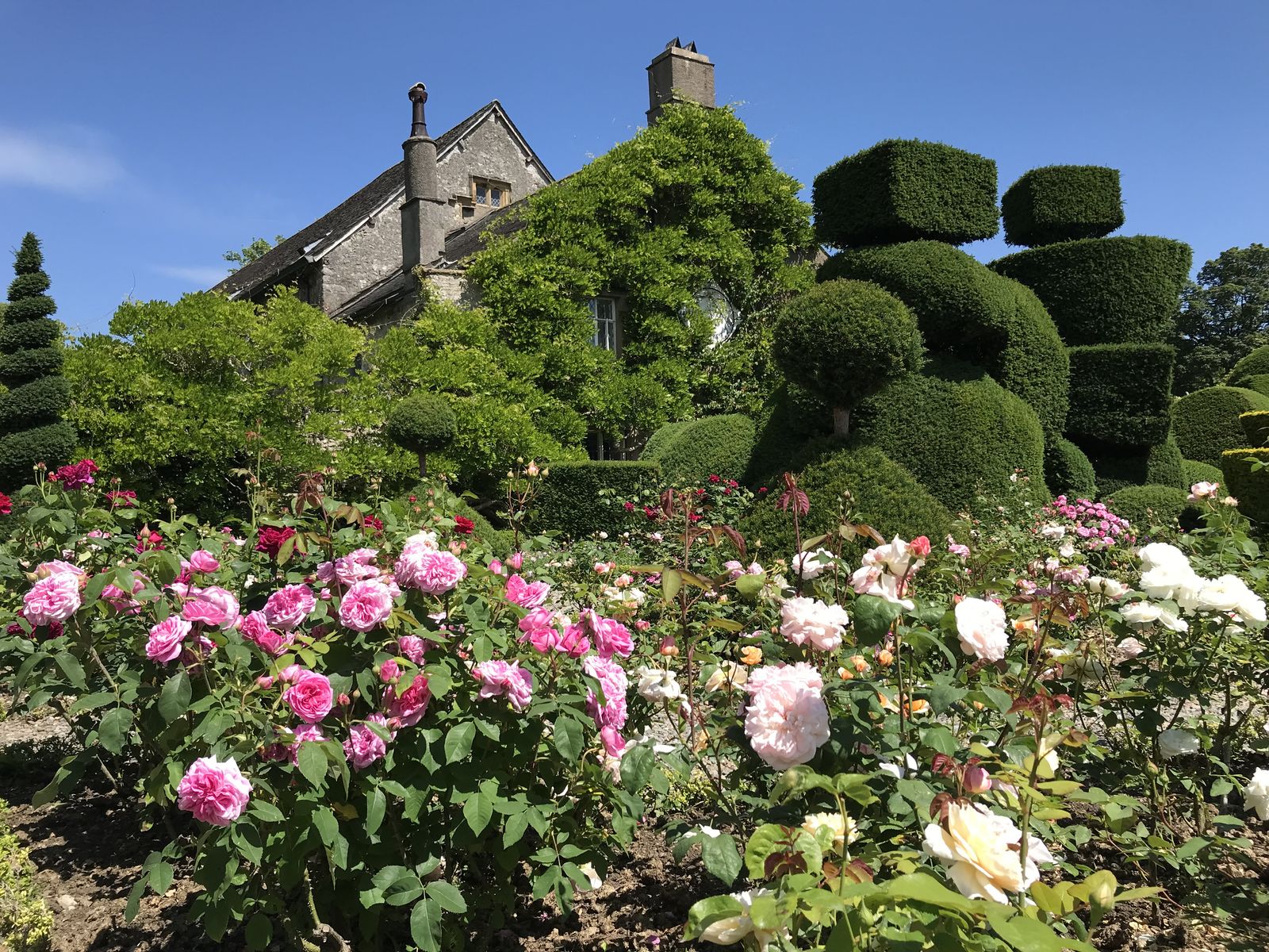 Roses and the world's oldest topiary garden, in front of Levens Hall, Cumbria