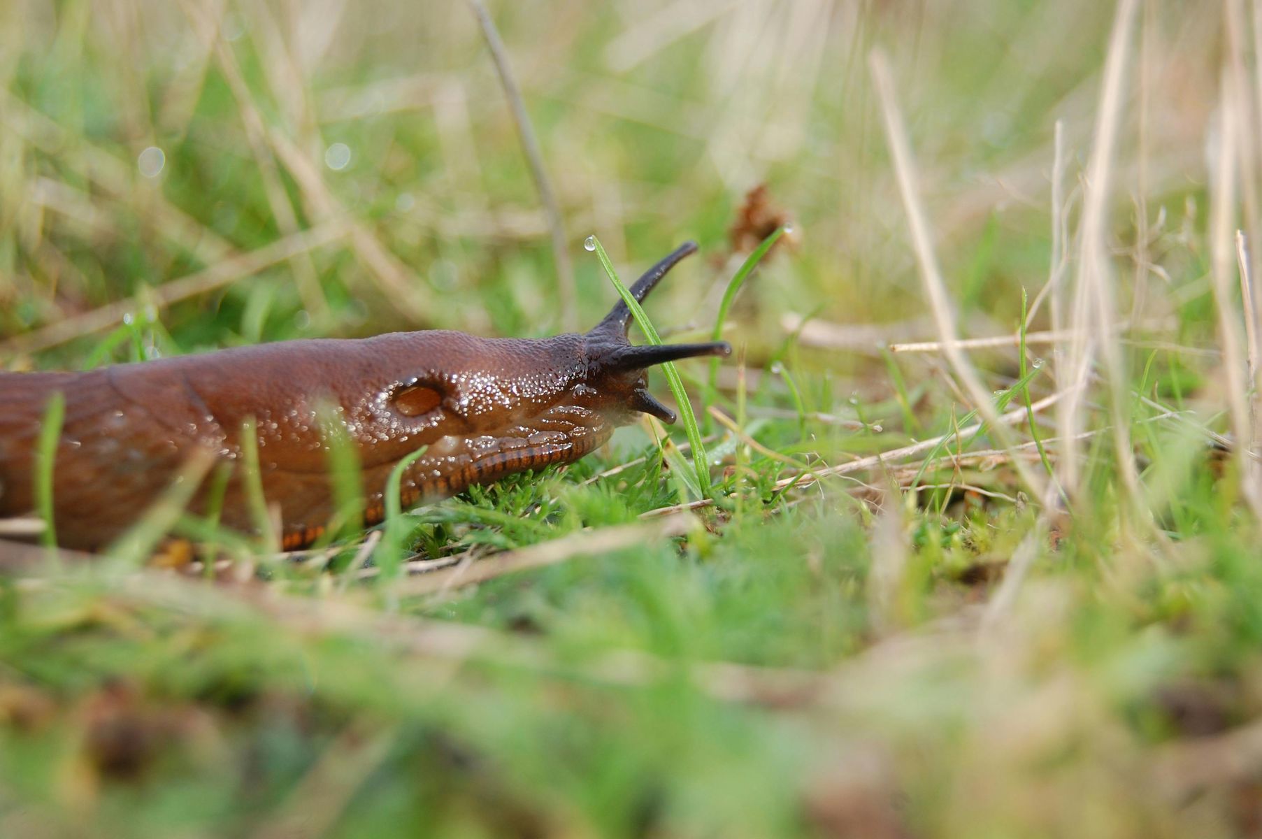 Common slug
