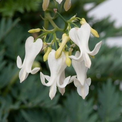 Dicentra 'Amore Titanium'