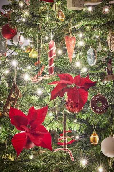 2023_poinsettia_03000_Rustic_Scandi_Christmas_05.jpg