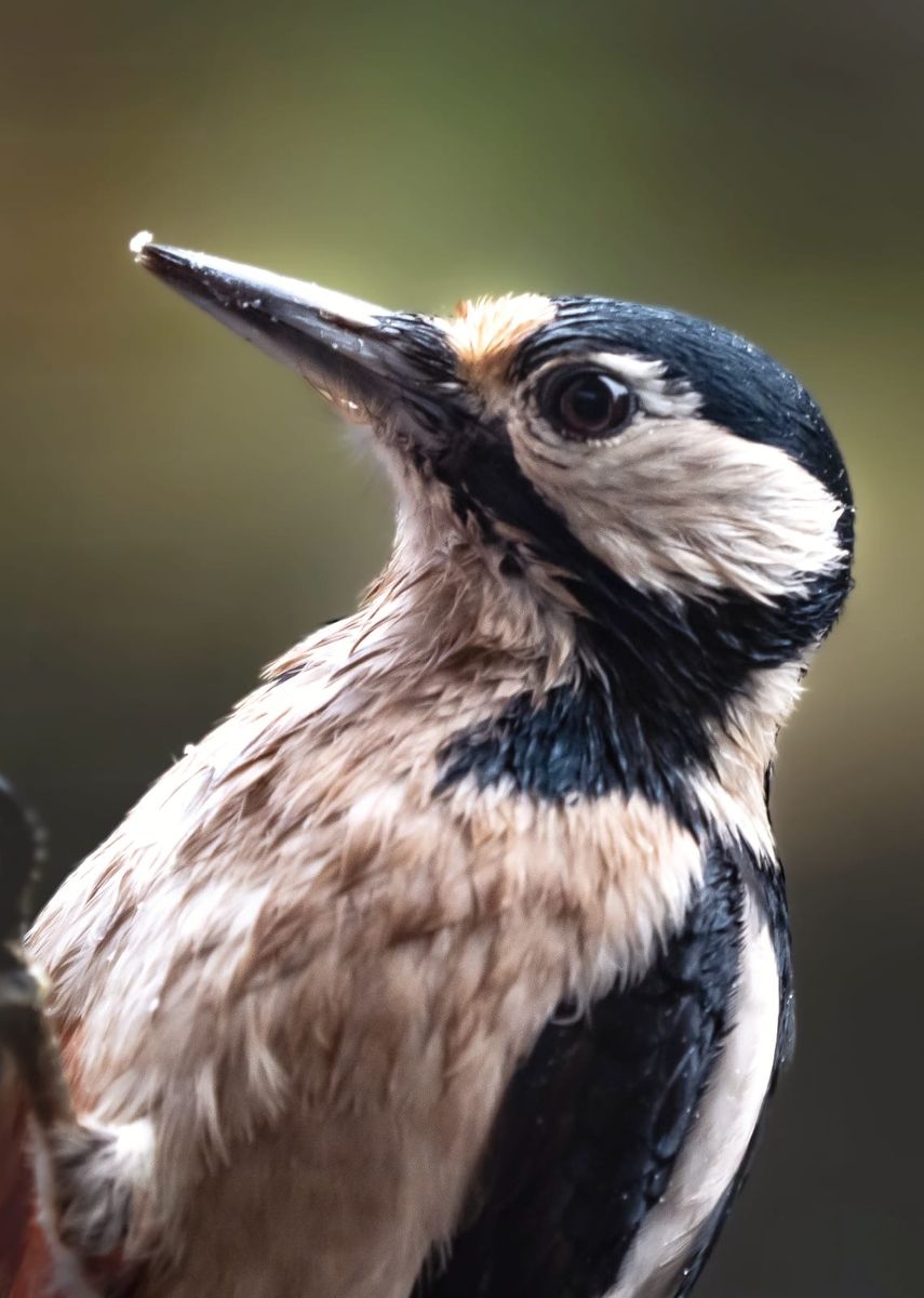 Great spotted woodpecker.jpeg