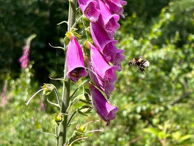 Bee 1.jpg
