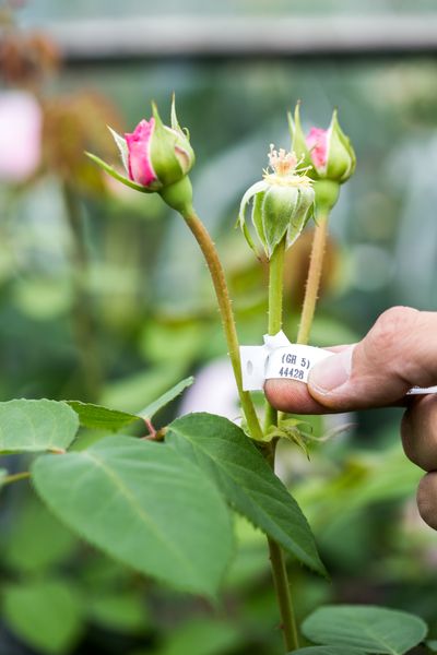 The breeding process at David Austin Roses (2).jpg