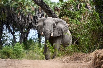 2022_Asilia Usangu Ed_Usangu Expedition Camp_Tanzania_Ruaha National Park_Emma_Elephant_.jpg