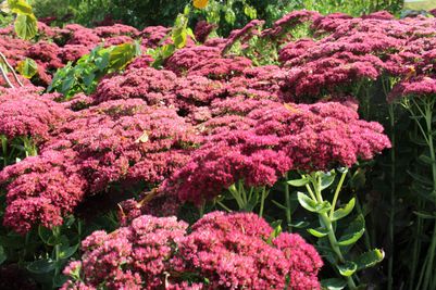 Sedum spectabile 'Indian Chief'