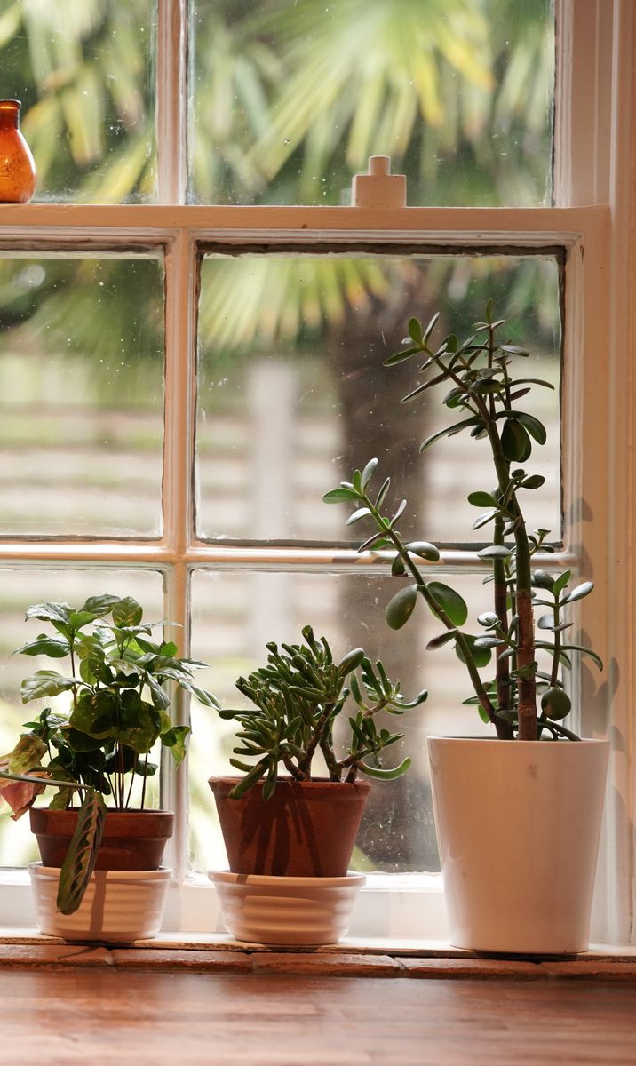 Baby Bio plants