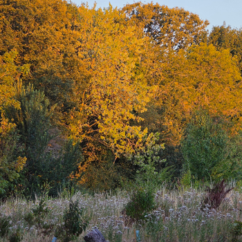 False Autumn 10.jpg