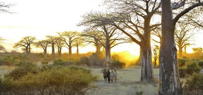 P_Asilia Lodges & Camps_Tanzania_Ruaha National Park_Jabali Private House_Activities_Walking Safari _2.jpg