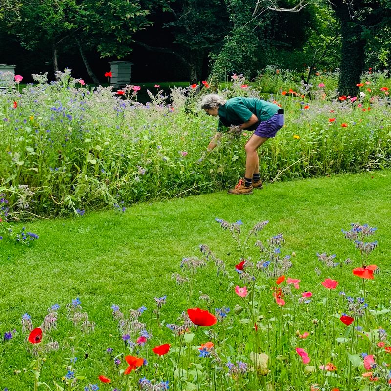 Pam Walton , one of the gardening team at Levens Hall and Gardens, pictured working in the bee borders.