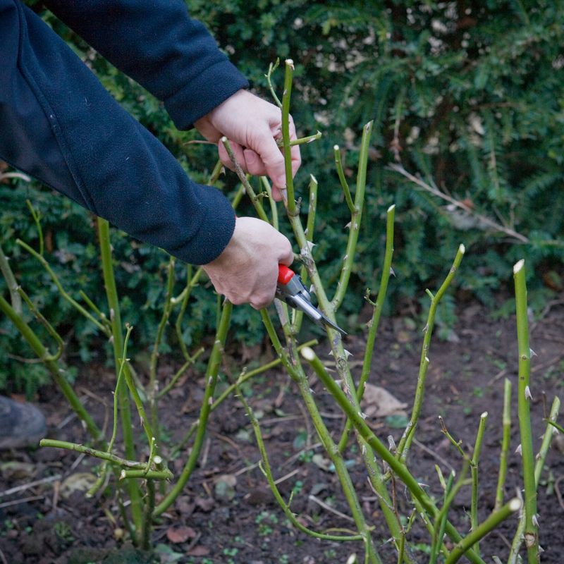 Rose Pruning