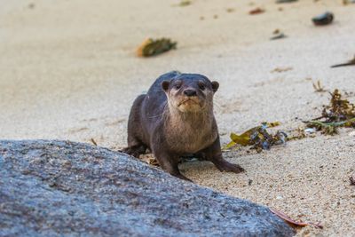 Cempedak-Wildlife-otter.jpg