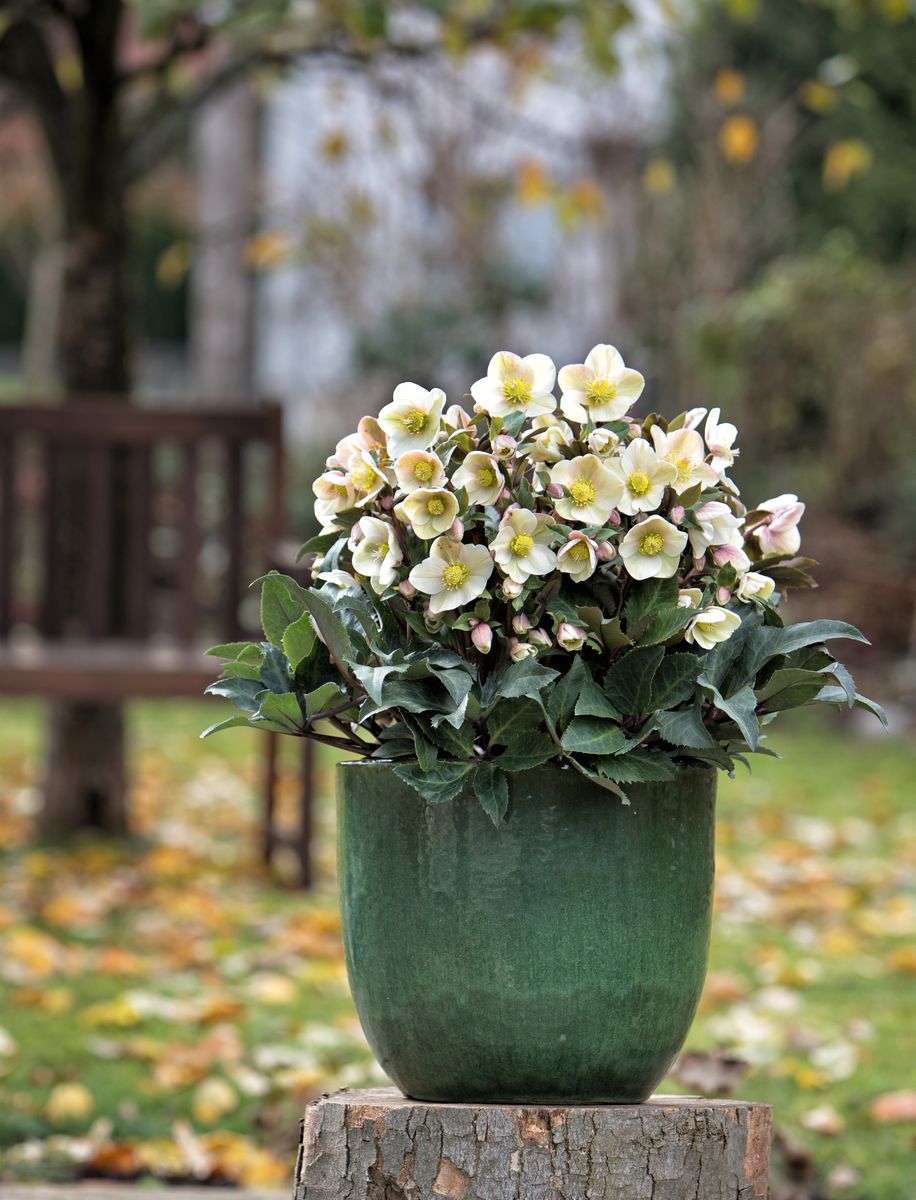 Hellebores shooting star