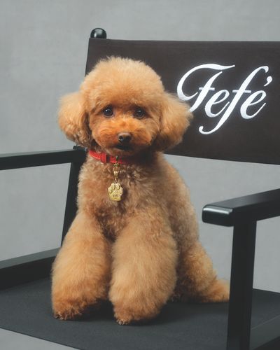 Dolce&Gabbana Fefé