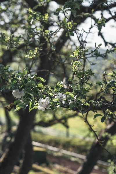 Apfelblüten-upscale-41.jpg