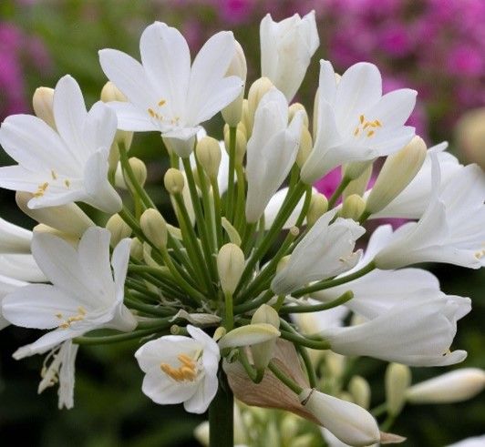 Agapanthus 'Ever White'