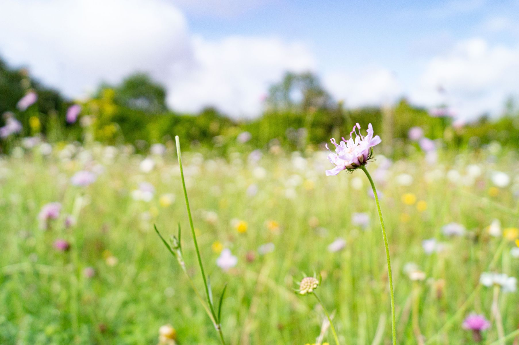 Surrey Wildlife Trust         Scabious at Sheepleas Marcus Wehrle                       