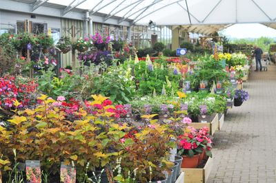 Hillier Garden Centres and Nurseries