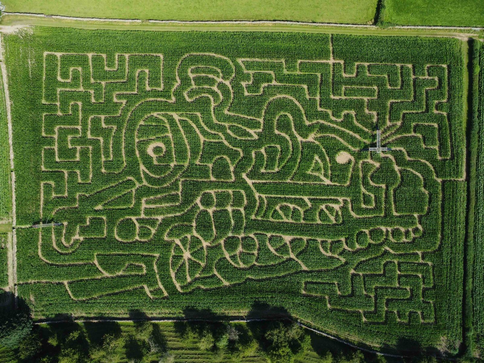 2023 maize maze at the Lakeland Maze Farm Park in Sedgwick near Kendal, Cumbria, showing a steam train cut into the tall maize crop.