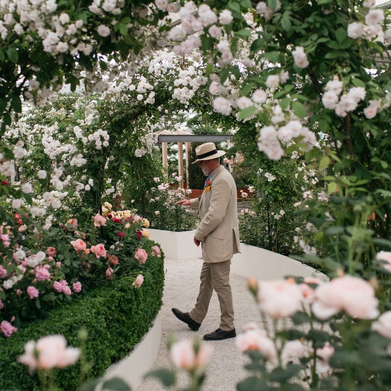 David Austin Roses receive 29th Gold for ‘The King’s Rose’ Showcase at RHS Chelsea Flower Show 2025