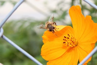 Bee 7.jpg