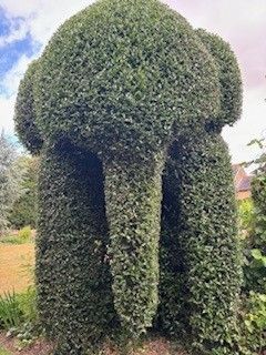 Angela Hawkins - Second Place in UK Home Gardener Category