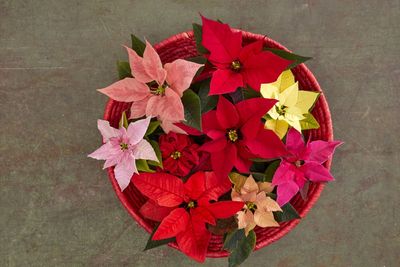 2022_poinsettia_03000_varieties_06.jpg