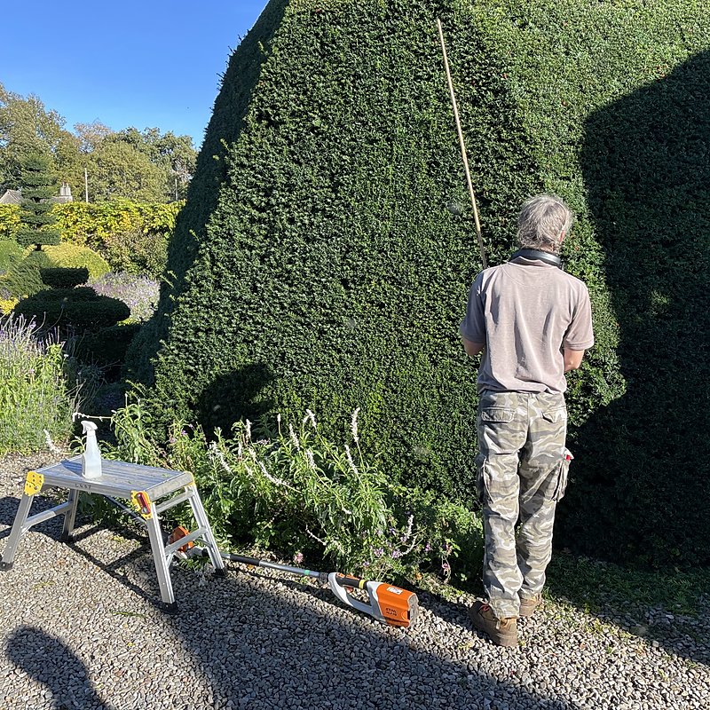 Head gardener, Chris Crowder, clips the topiary in the world's oldest topiary garden