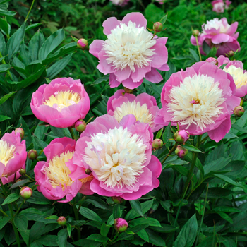 Paeonia Bowl of Beauty