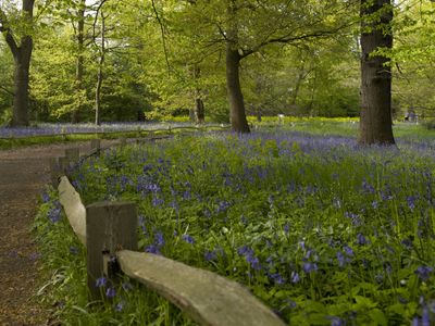 Bluebells at Kew Gardens