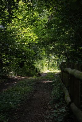 Woodland Walk on The Estate 2.jpeg