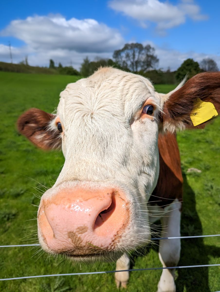 Cow at the Lakeland Maze Farm Park in Sedgwick, near Kendal, in the Lake District