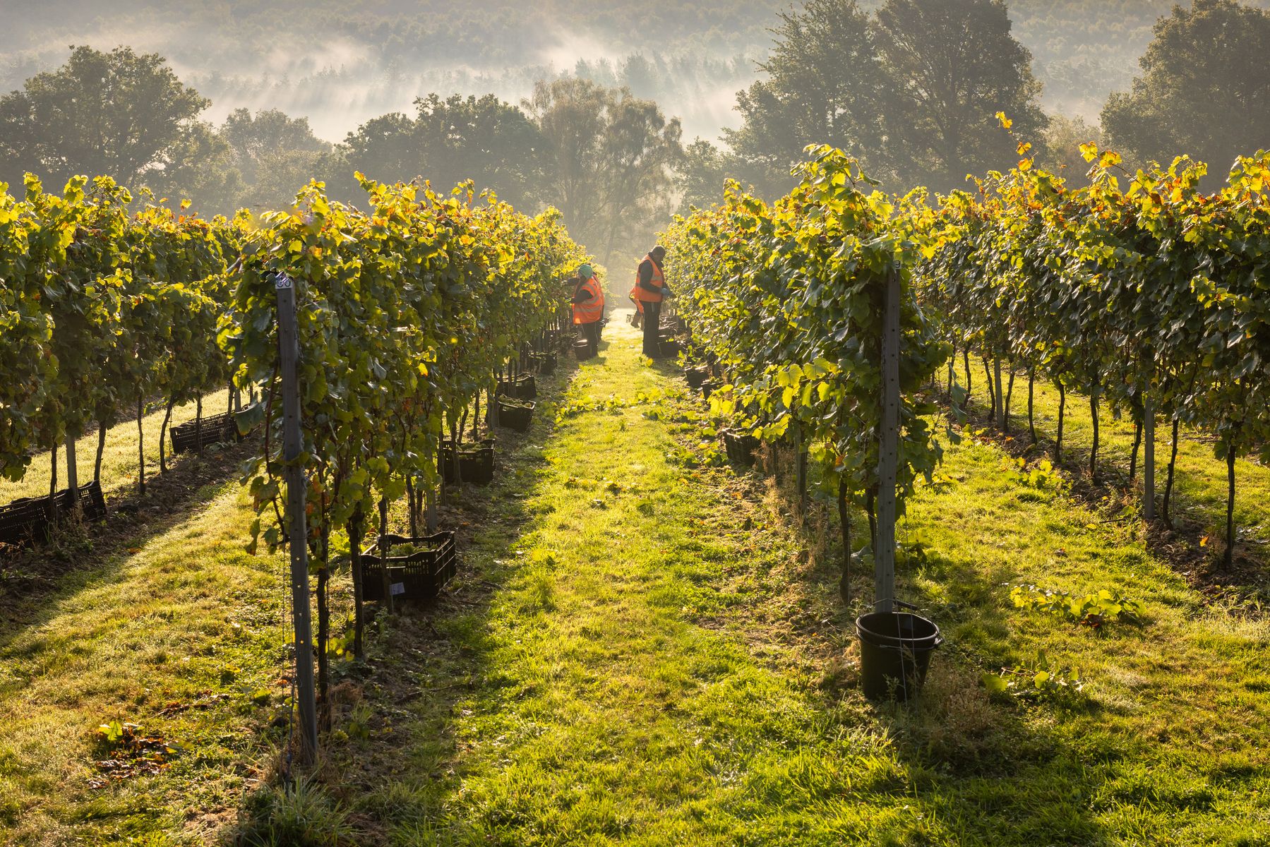 Mannings Harvest - Credit James Ratchford Photography-4.jpg