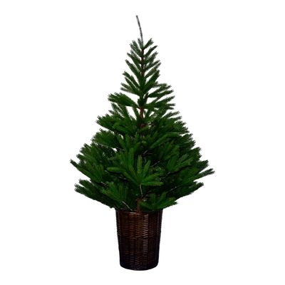 Glenside Fir Tree in Basket - 6ft Tall