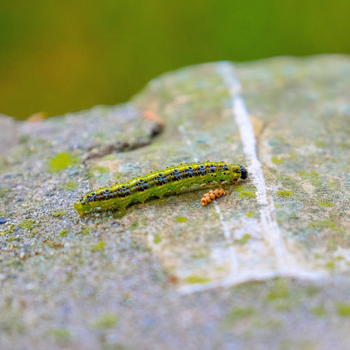 Box caterpillar