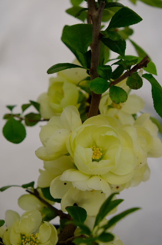 Chaenomeles speciosa 