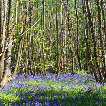 Woodlands.co.uk                                                                                                       