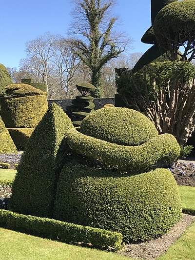 Topiary at Levens Hall, Cumbria, UK