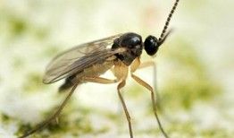 Fungus gnat (low res)