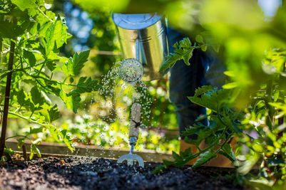 Add Maxicrop to your watering can to improve soil health