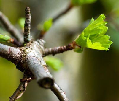 Woodlands.co.uk                                                                                                      