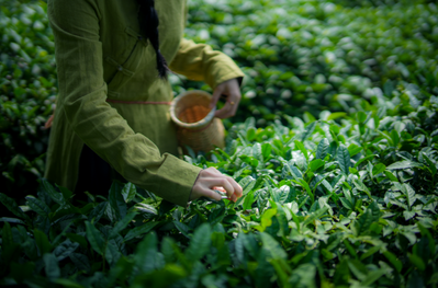 Tea Plantations (1).png
