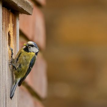 Blue tit in nest box