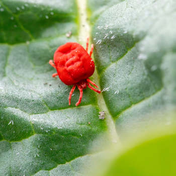 Clover mite