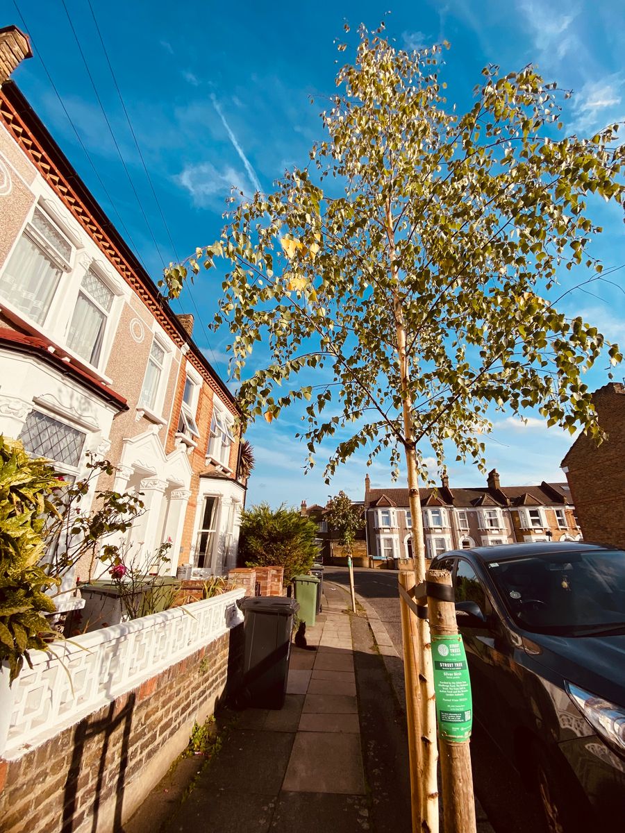 Betula Pendula