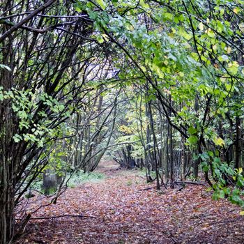 Woodlands.co.uk                                                                                                      