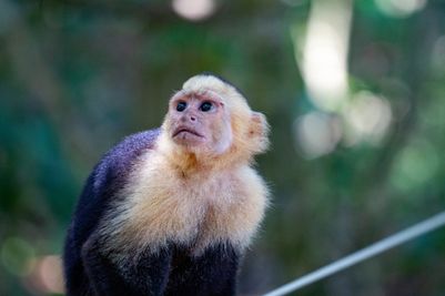 Undiscovered Costa Rica AdobeStock_388139426.jpeg
