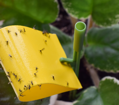 Fungus gnat on yellow trap